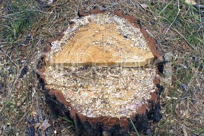 Stump of the cut tree.