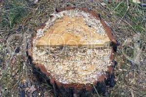 Stump of the cut tree.