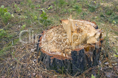 Stump of the cut tree.