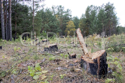 A forest with the trees cut down.