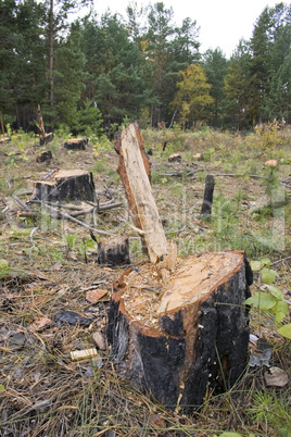 A forest with the trees cut down.