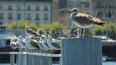 Seagulls in town