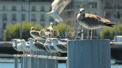Seagulls in town
