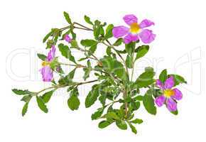 Pink flowers of the Rockrose or Cistus albidus