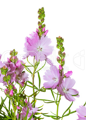 Pink flowers of the Prairie Mallow