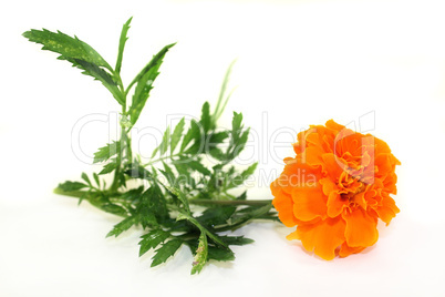 tagetes