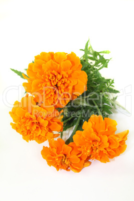 tagetes