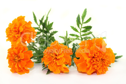 tagetes