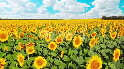 flowering sunflowers