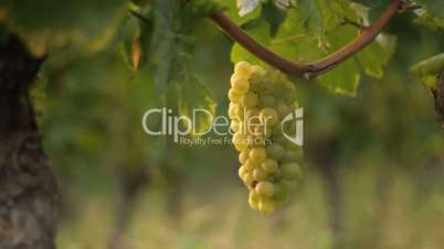 vineyard - dolly