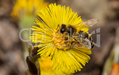 Huflattich und Honigbiene