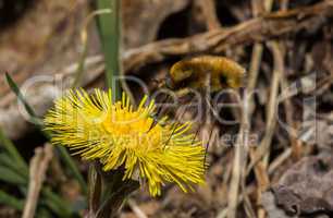 Tussilago farfara and Bombyliidae