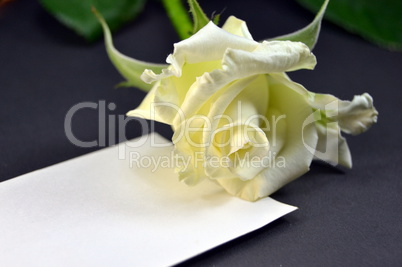 Blank card with a white rose