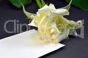 Blank card with a white rose