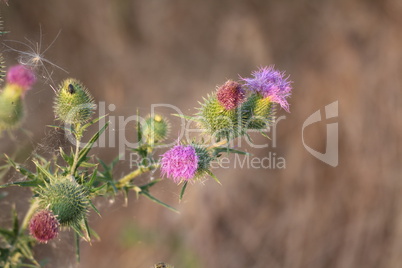 Distel