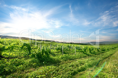Vineyard in mountains
