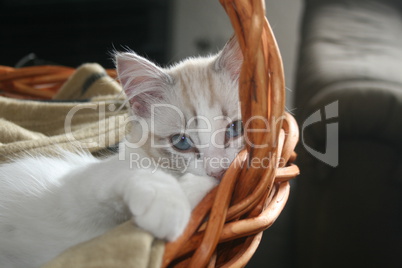 Babykatze mit blauen Augen, Rasse Ragdoll in Katzenkörbchen