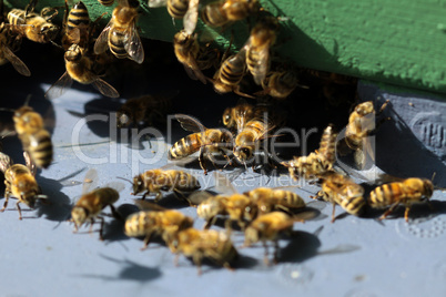 Honigbienen