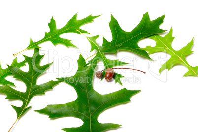 Green leafs of oak (Quercus palustris) and acorns