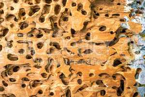 Holz mit Insektenlöchern