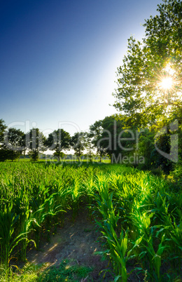 corn field at sunset