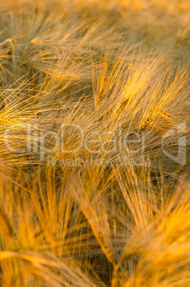 corn field at sunset