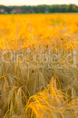 corn field at sunset