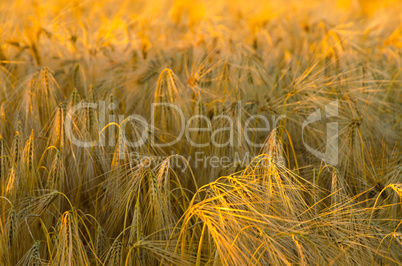 corn field at sunset