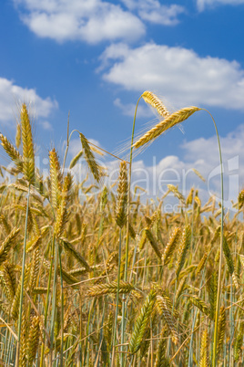 corn field at sunset