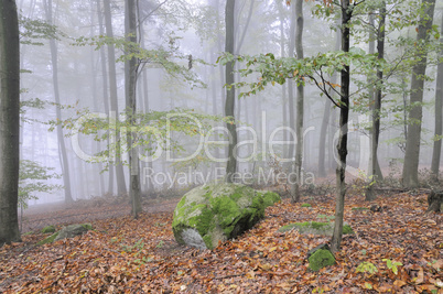 Felsen im Wald