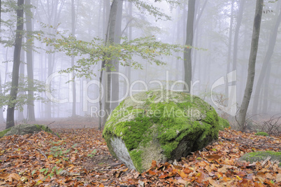 Felsen im Wald