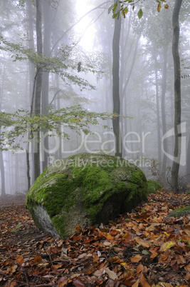 Felsen im Wald