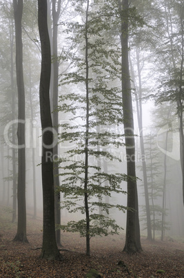 Nebel im Wald