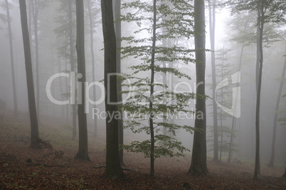 Nebel im Wald