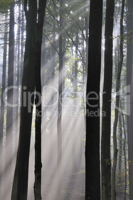 Sonnenstrahlen im Wald