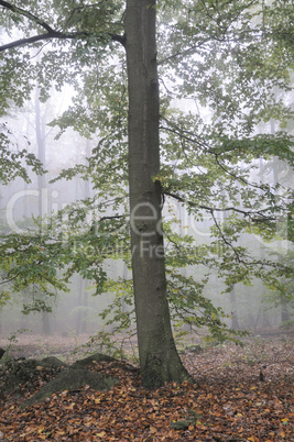 Nebel im Wald