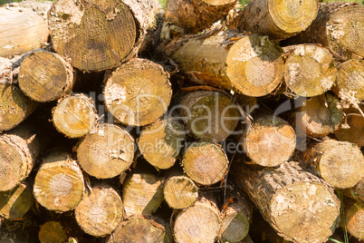 saw round timber