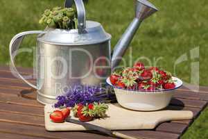Erdbeeren, Lavendel und Mohnkapseln frisch geerntet