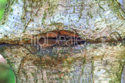 Baum mit Stacheldraht - detail