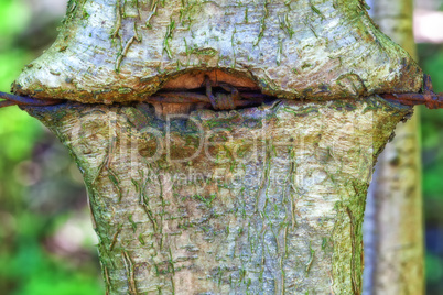 Baum mit Stacheldraht