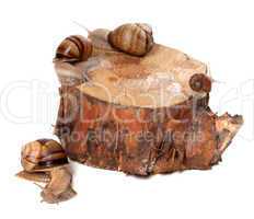 Snails on pine-tree stump