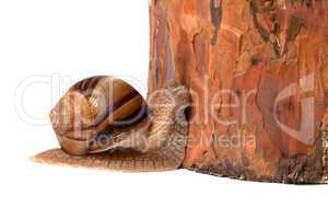 Snail and pine tree