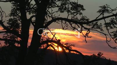 Sonnenuntergang am Waldrand