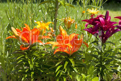 Wunderschöne verschiedenfarbige Lilien im Garten