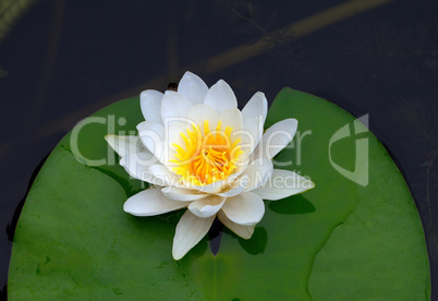Victoria amazonica, water lily on pond