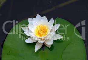 Victoria amazonica, water lily on pond