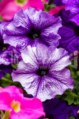 Colorful petunia flowers