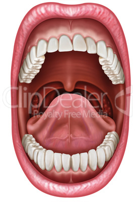 anatomy of the mouth