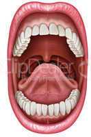 anatomy of the mouth