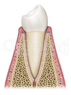 Diagram of a healthy tooth